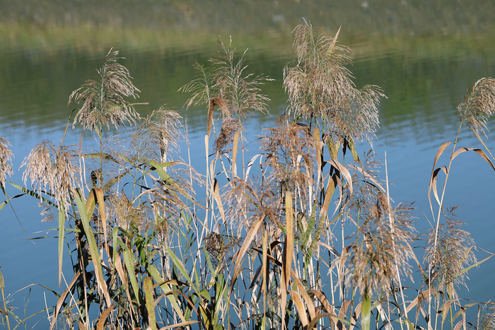 芦苇，生长于池沼、河岸、河溪边多水地区。   