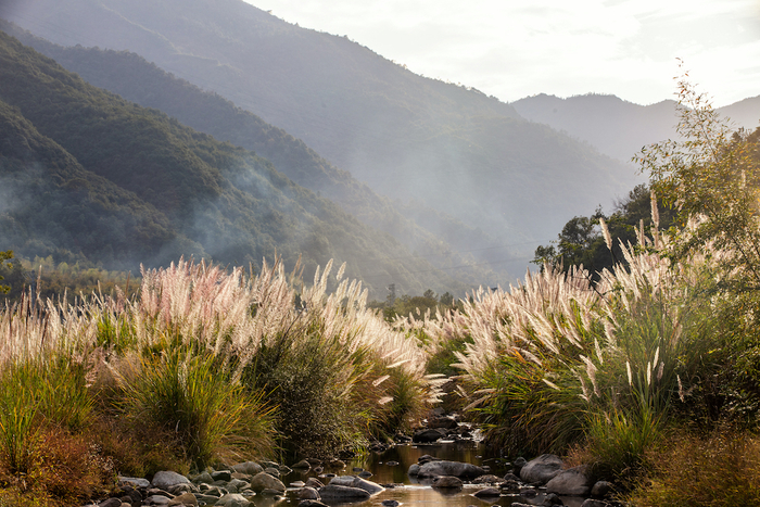 斑茅，也是禾本科植物植物。看上去和芦苇、荻也很像。       