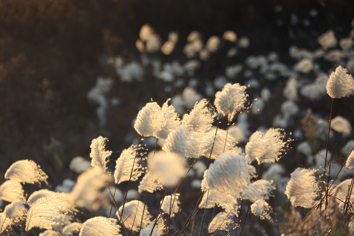 荻花，远看白茫茫的一片。       