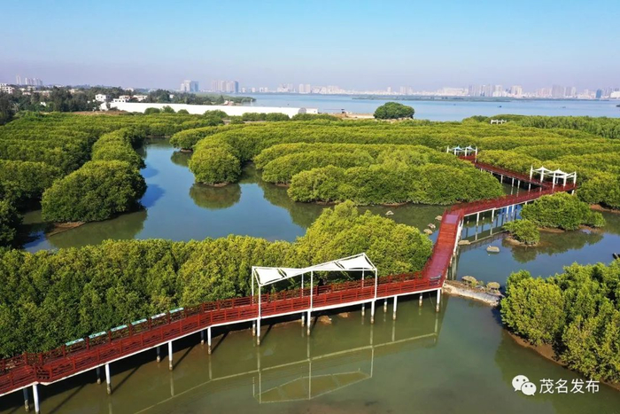 水东湾海洋公园红树林。