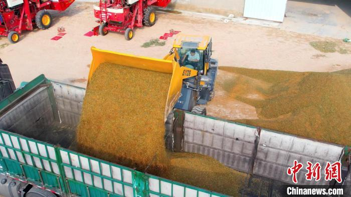 工人正在将收获的糯高粱装车。　张保卫 摄