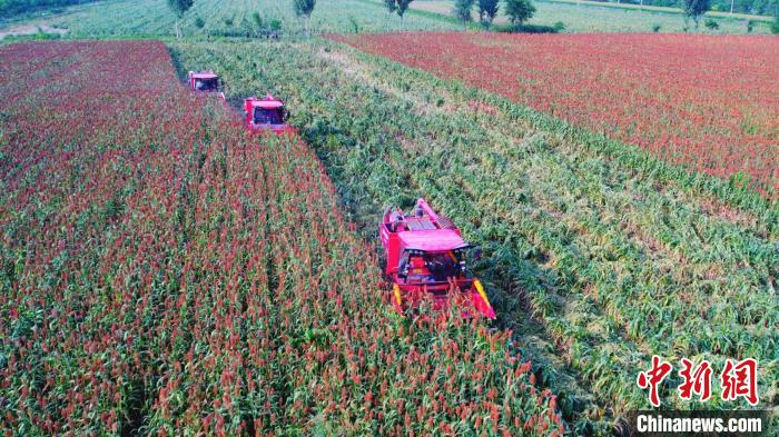 收割机正在收割成熟的糯高粱。　张保卫 摄