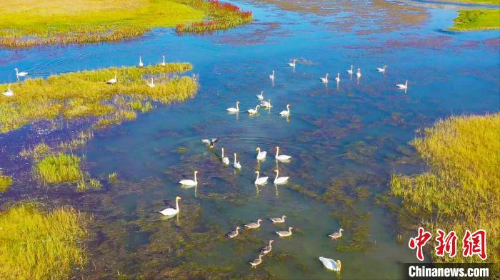 新疆和静县巴音布鲁克国家级自然保护区的近万只野生天鹅吹响“集结号”。　依力达尔·依明 摄