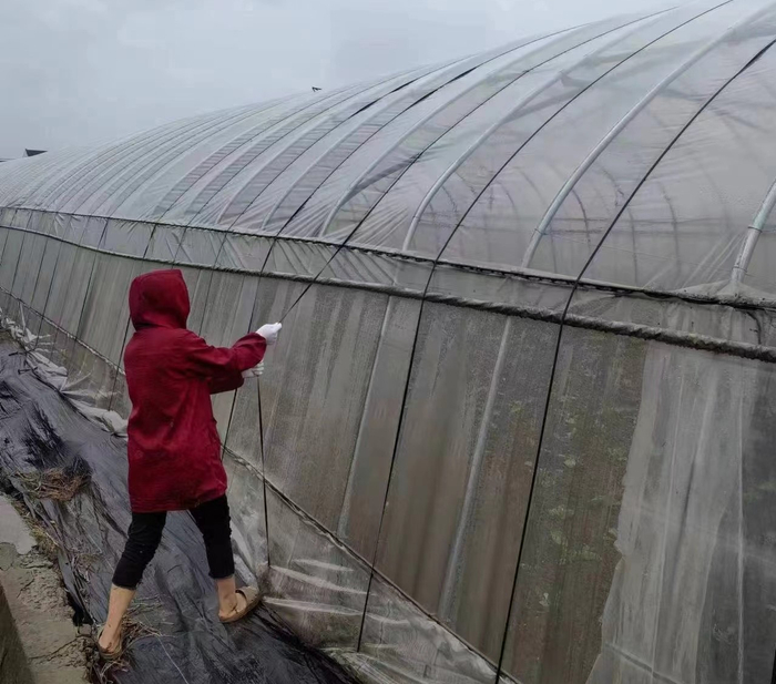合作社加固大棚。金山区 供图
