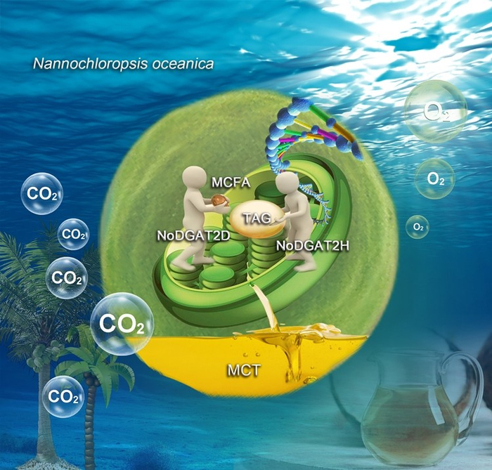 高产中链甘油三酯（MCT）的工业微藻细胞工厂。刘阳供图