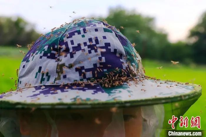 　资料图：防蚊帽上落满了蚊虫。徐明远 摄