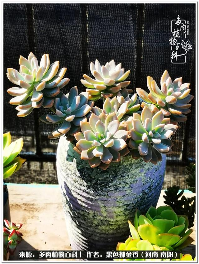 九月的多肉,略施粉黛,正开始悄悄变美|荷花_新浪新闻