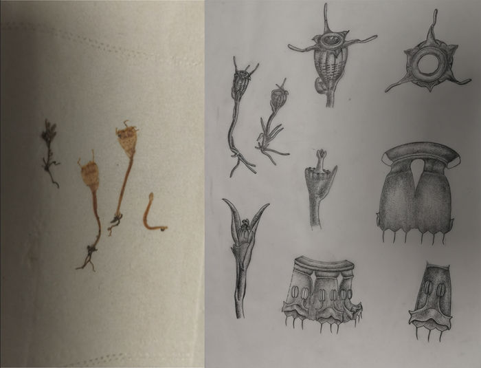 刘运笑根据标本画的水玉簪科植物新种。新京报记者 张璐&nbsp;摄