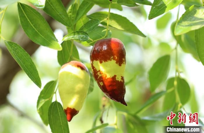 图为河北省沧县国家枣树良种基地的牛角枣。　田博 摄