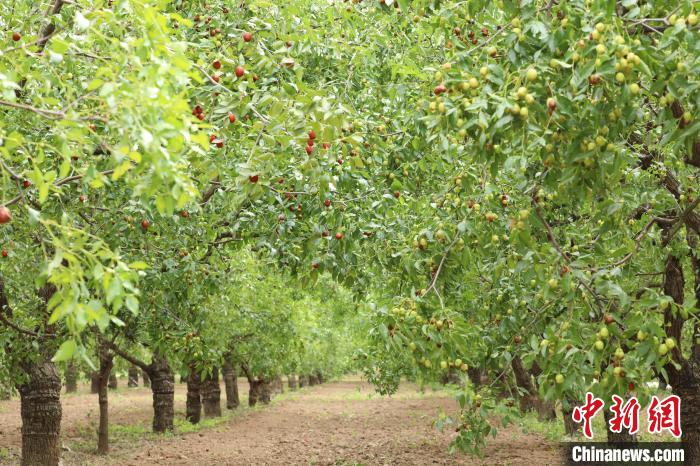 图为河北省沧县国家枣树良种基地的基因圃。　田博 摄