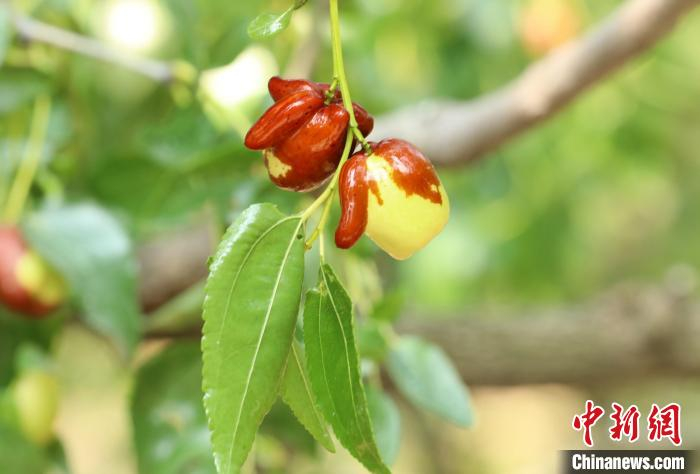 图为河北省沧县国家枣树良种基地的茶壶枣。　田博 摄