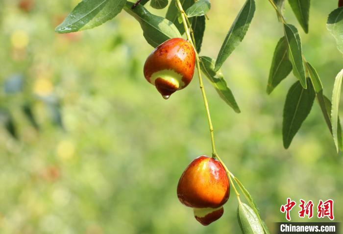 图为河北省沧县国家枣树良种基地的葫芦枣。　田博 摄