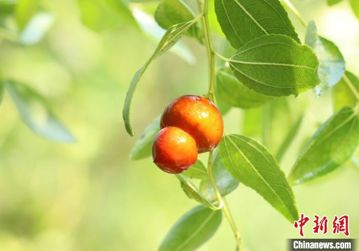图为河北省沧县国家枣树良种基地的葫芦长虹枣。　田博 摄