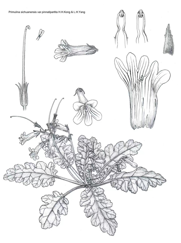 刘运笑画的苦苣苔科植物。受访者供图