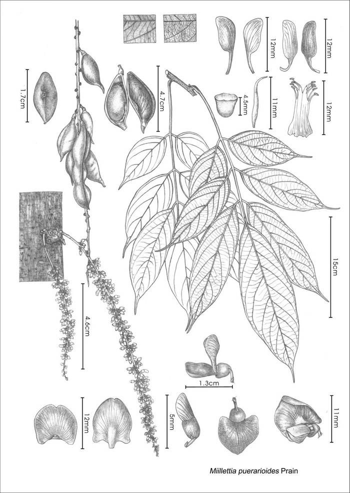刘运笑画的豆科植物科学画。受访者供图