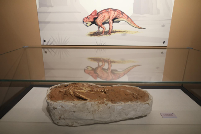 安氏原角龙化石（躯干骨骼）。新京报记者 浦峰 摄