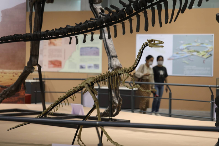 乌拉特半爪龙模型。新京报记者 浦峰 摄