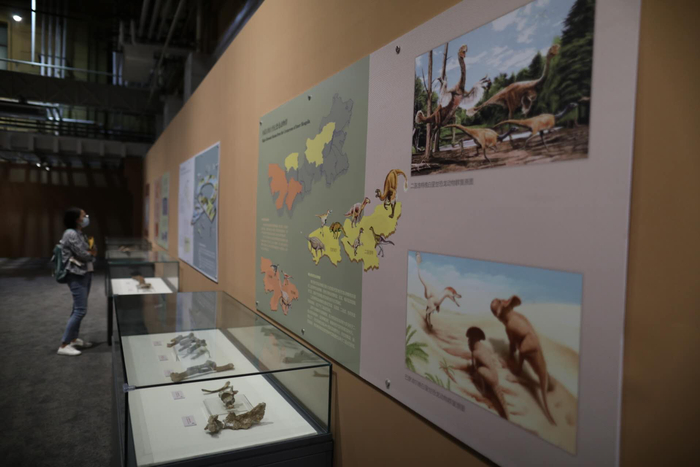化石展柜上方布置了图文展板，以便观众了解相关知识。新京报记者 浦峰 摄