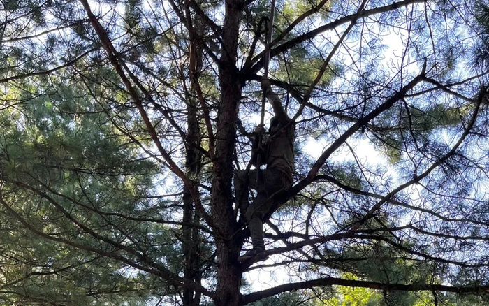 ▲2022年9月8日，一位打松塔工人爬到松树上借助长杆采摘松塔。新京报记者杨柳 摄