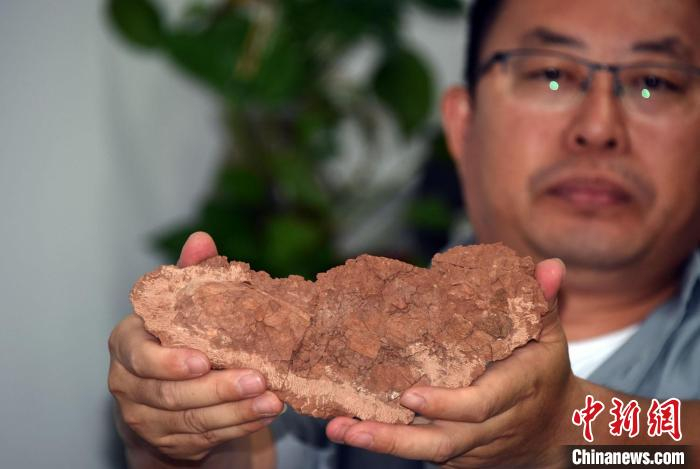 论文通讯作者、中科院古脊椎所副研究员王强展示介绍本次研究的恐龙蛋化石标本。　中新社记者  孙自法 摄