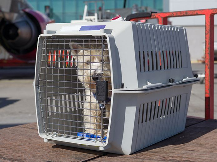 海航规定，“宠物+箱”不得超过5公斤（包含5公斤）。&nbsp; &nbsp;