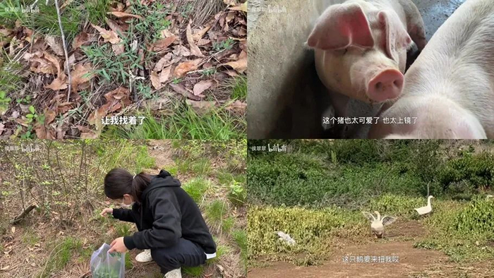 在视频里，侯翠翠会去山上采野菜，也会去亲戚家里帮忙看鹅、喂猪