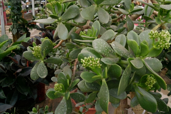 养了多年的玉树为什么不开花?想要玉树开花,需要做好这几点
