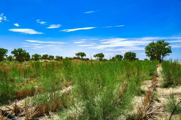 和若铁路旁的防风植物带。受访者供图