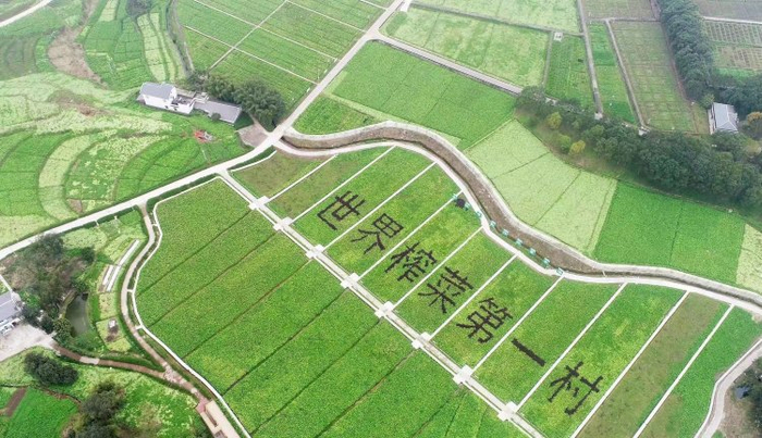 涪陵有个世界榨菜第一村  通讯员 黄河 摄