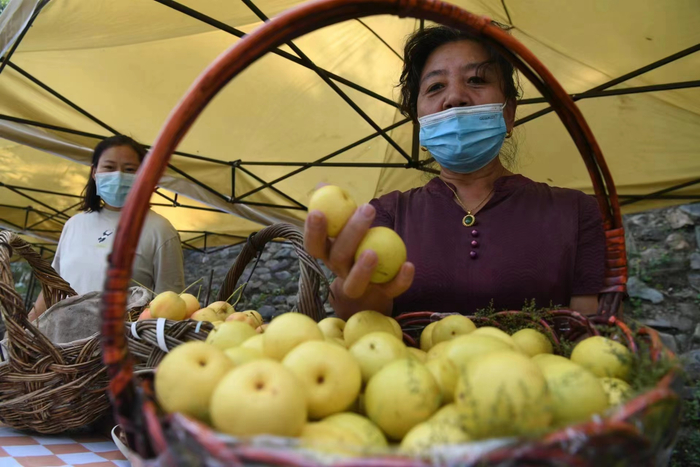 北京门头沟王平镇丰收节上，果农展示京白梨。新京报记者 王颖 摄