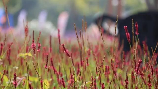 图/北京世园公园