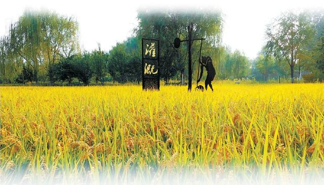 京西稻田 北晚新视觉供图