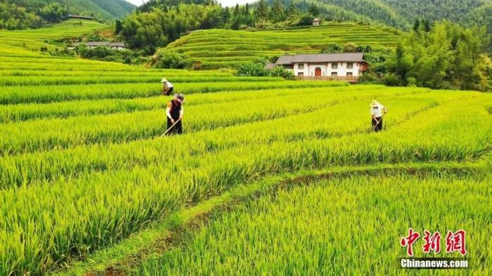 在安徽省黄山市歙县阳产村，村民正在土楼前晾晒农作物。中新社发 方也亚磊 摄 图片来源：CNSphoto
