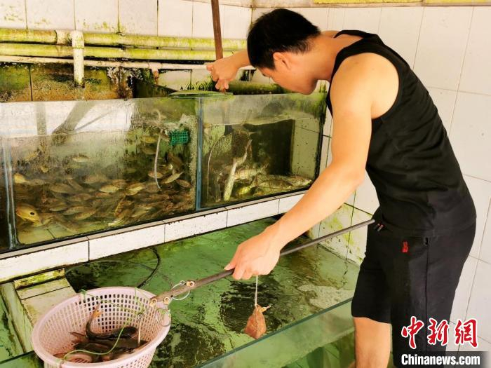 赤溪铁船餐厅的服务员为顾客现捞“暗丁”鱼称重加工。　李晓春 摄