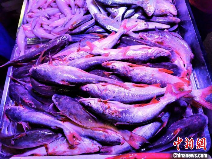 台山海鲜市场上冰鲜销售的“暗丁”鱼。　李晓春 摄