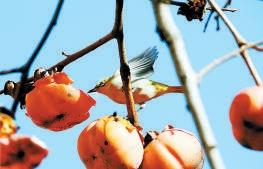 小鸟正在啄食成熟的柿子 北晚新视觉供图