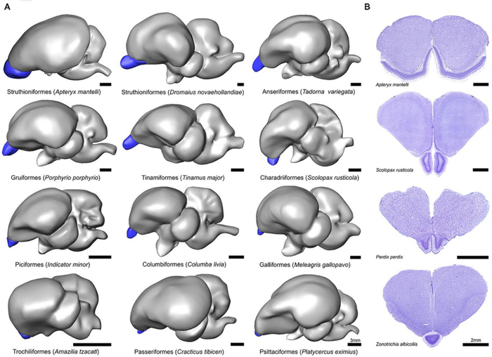 不同鸟类的嗅球大小。图片来源：frontiersin