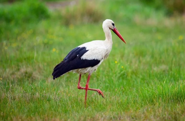 在嫩草地上找吃的白鹳。图片来源：earth