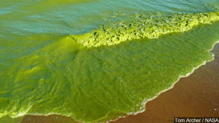 现代海边的风景，从陆地上就能看到海水一片绿。图片来源：NASA