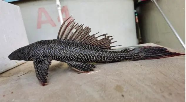 野翼甲鲇（Pterygoplichthys disjunctivus）