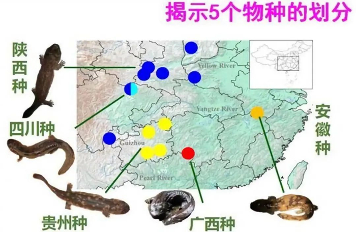 大鲵（Andrias davidianus）潜在的遗传单元（引自Yan等，2018）