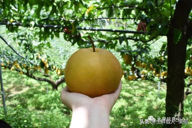 水果界“真假美猴王”,丰水梨、秋月梨,傻傻分不清楚?|品种|口感|果实|褐色_新浪新闻