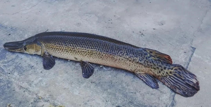 鳄雀鳝（Atractosteus spatula）