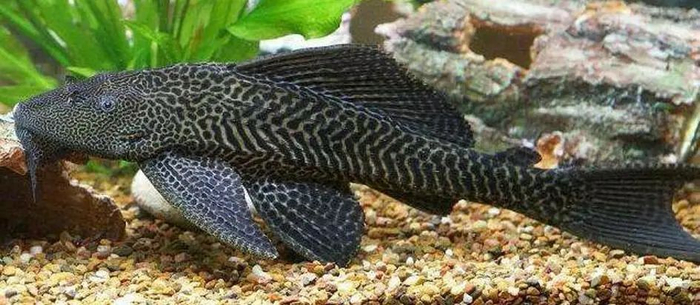 豹纹翼甲鲇（Pterygoplichthys pardalis）