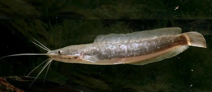 革胡子鲇（Clarias lazera）
