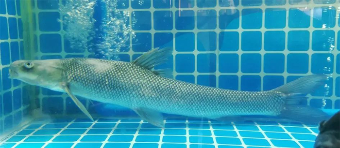 短头梭鲃（Luciobarbus brachycephalus）