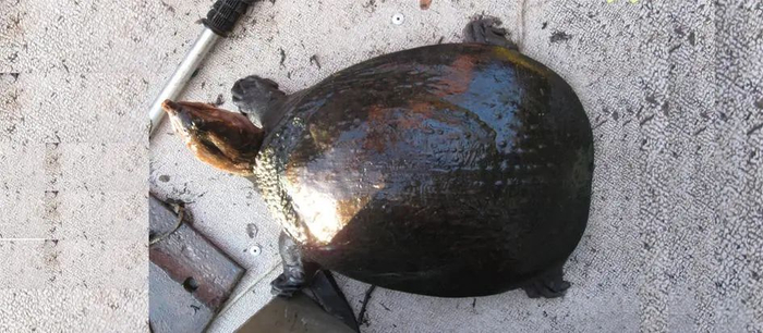 佛罗里达鳖（Apalone ferox）