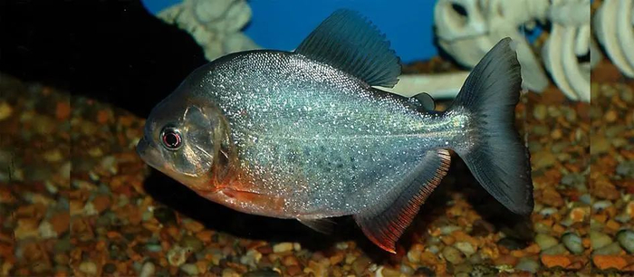 纳氏臀点脂鲤（Pygocentrus nattereri）