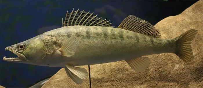 梭鲈（Sander lucioperca）