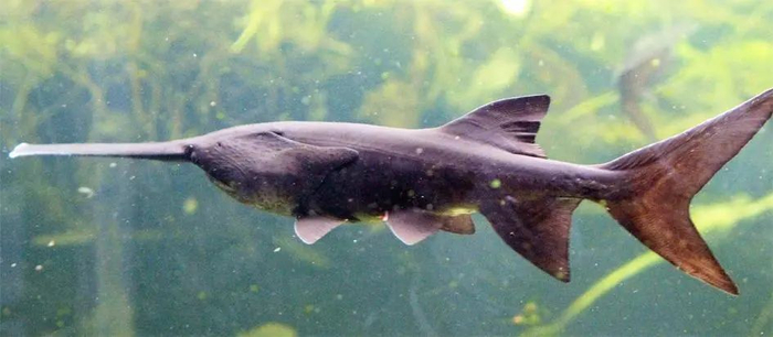 匙吻鲟（Polyodon spathula）